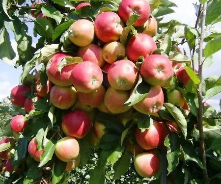 Hotel Donau-rad-hotel Wachauerhof Marbach an der Donau