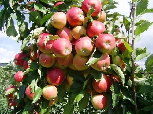 Hotel Donau-rad-hotel Wachauerhof Marbach an der Donau